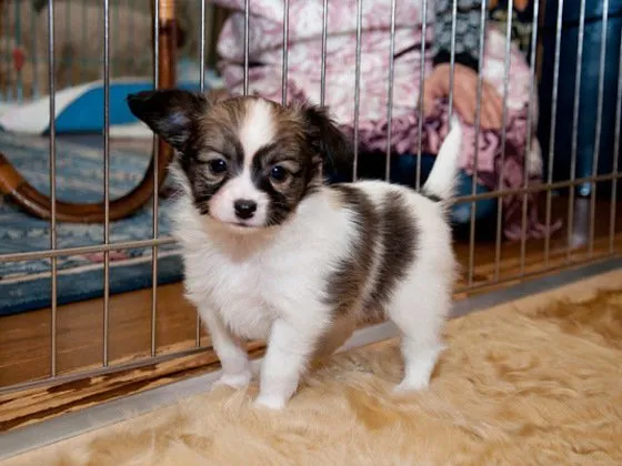 ID：1504-00899の子犬