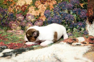 パピヨン【東京都・女の子・2014年10月1日・ホワイト&レッド】の写真「」