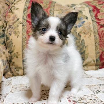 パピヨン【東京都・男の子・2022年5月8日・ホワイト&セーブル】の写真「性格がとても愛らしく甘いマスクの男の子」