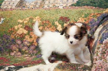 パピヨン【東京都・女の子・2014年8月25日・ホワイト&レッド】の写真「」