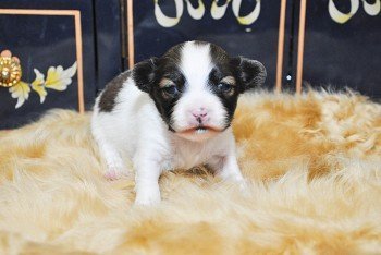 パピヨン【東京都・男の子・2014年10月31日・セーブル】の写真「」