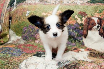 パピヨン【東京都・男の子・2014年8月25日・ホワイト・セーブル】の写真「」