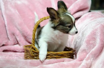 パピヨン【東京都・男の子・2017年2月13日・ホワイトアンドセーブル】の写真「2/13生まれ！エフィーの仔犬です」