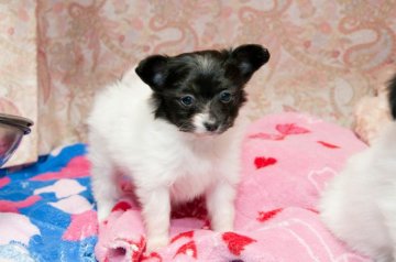 パピヨン【東京都・女の子・2014年11月4日・トライカラー】の写真「☆11/4生まれの　ミスティーの子犬☆」