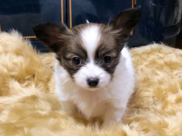 パピヨン【東京都・女の子・2017年10月21日・ホワイト&ブラウン】の写真「父母ともに世界でNO1といわれる由緒ある血統です」