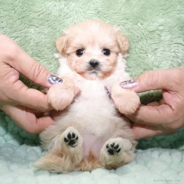 M.T 様のお迎えした子犬