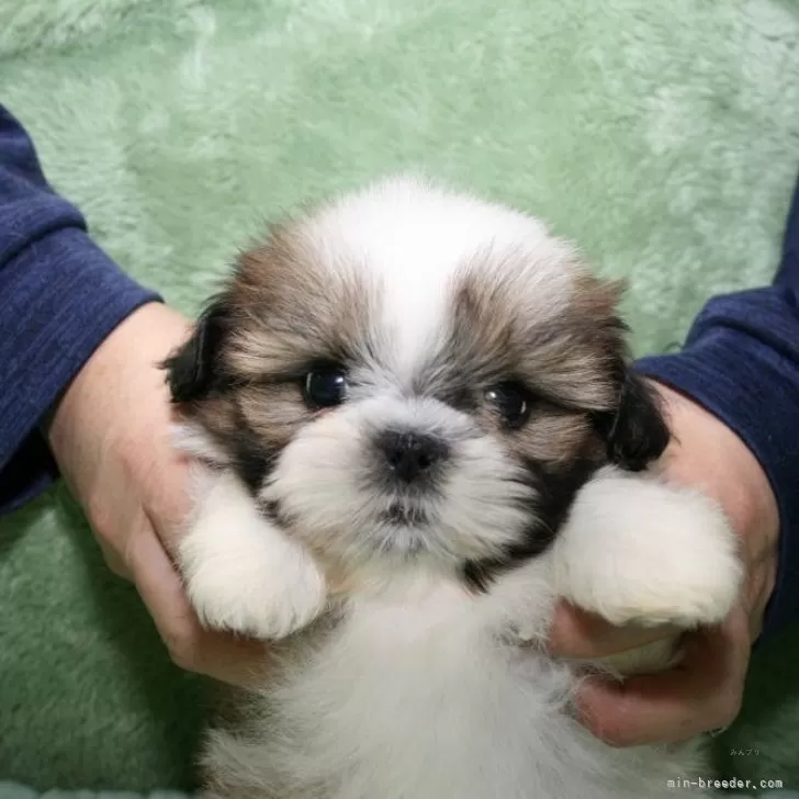 ID：2501-04283の子犬