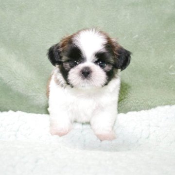 シーズー【滋賀県・男の子・2025年8月20日・ゴールド&ホワイト】の写真「いつまでも仔犬の可愛さそのままに成長します」