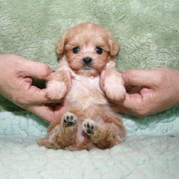 マルプー(マルチーズ×トイプードル)【滋賀県・女の子・2025年8月28日・クリーム】の写真「いつまでも仔犬の可愛さそのままに成長します」