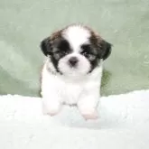 シーズー