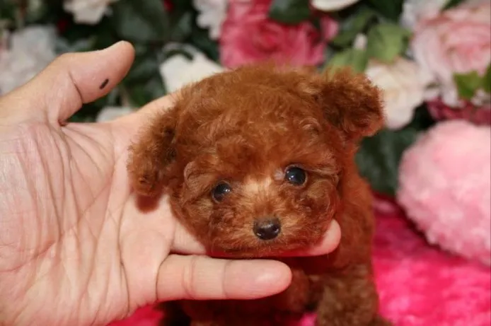 ID：1506-00172の子犬