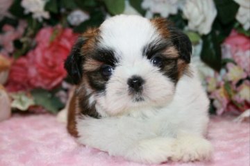 シーズー【滋賀県・女の子・2018年7月18日・ホワイト&ゴールド】の写真「おめめクリクリ!ハイクォリティな女の子」