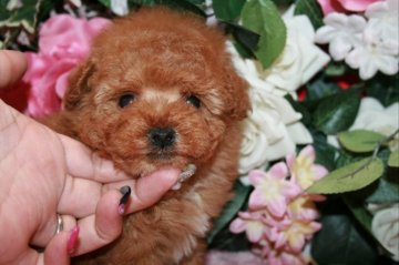 トイプードル(ティーカップ)【滋賀県・女の子・2018年2月24日・レッド(胸にホワイトポイントあり)】の写真「ドワーフタイプ！毛ぶきが良くモッコモコ！」