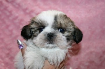 シーズー【滋賀県・男の子・2019年3月25日・ホワイト&ゴールド】の写真「ヘルニア等の欠点無し。ハイクォリティーな男の子」