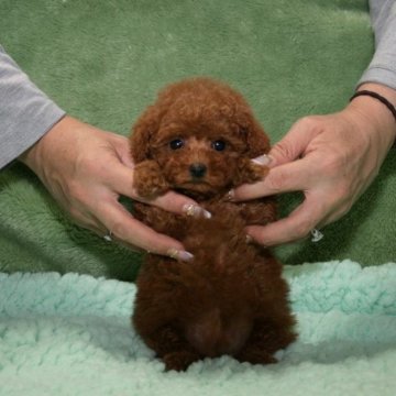 トイプードル(タイニー)【滋賀県・女の子・2023年11月26日・レッド】の写真「おっとり穏やかで甘えん坊です。」