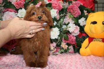 トイプードル(タイニー)【滋賀県・女の子・2016年3月10日・レッド】の写真「9月22日現在体重１．８ｋｇ」