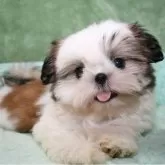 シーズー【滋賀県・女の子・2024年6月3日・ゴールド&ホワイト】の写真1「おめめクリクリ！お鼻もあんよも短い」