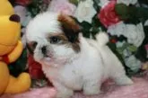 シーズー【滋賀県・男の子・2018年8月30日・ホワイト&ゴールド】の写真3「性格は明るく、とても甘えん坊です」