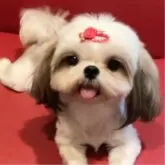 シーズー【滋賀県・女の子・2024年6月3日・ゴールド&ホワイト】の写真5「母親」