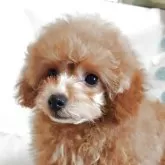 タイニープードル