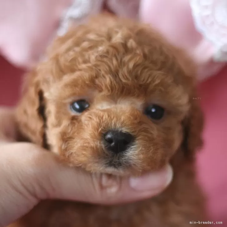 ID:2403-02000の子犬