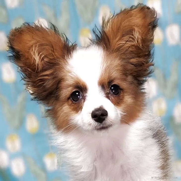 ニシヤン 様のお迎えした子犬