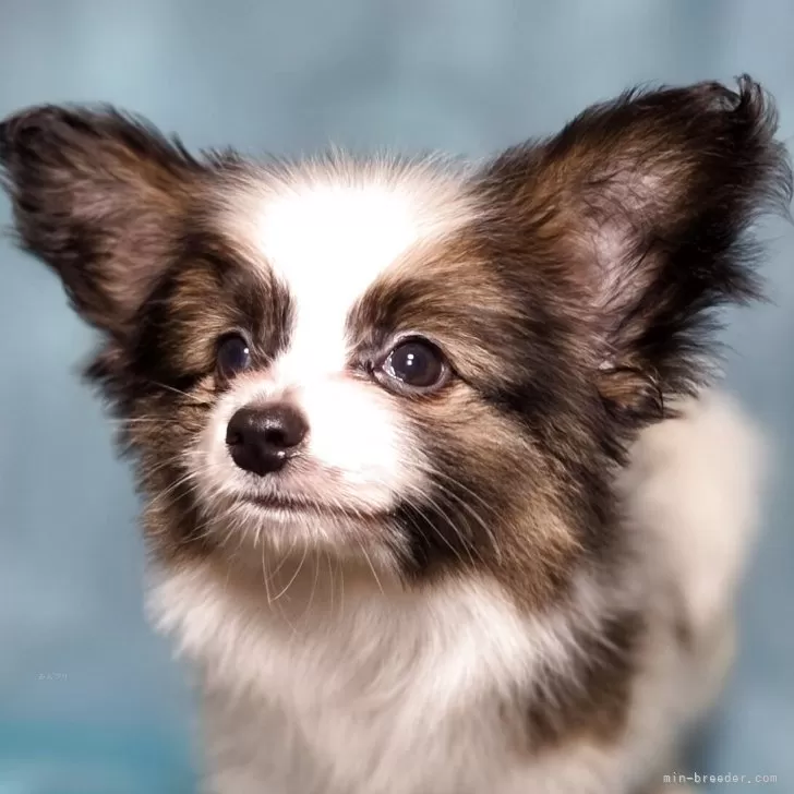 ID：2507-01540の子犬
