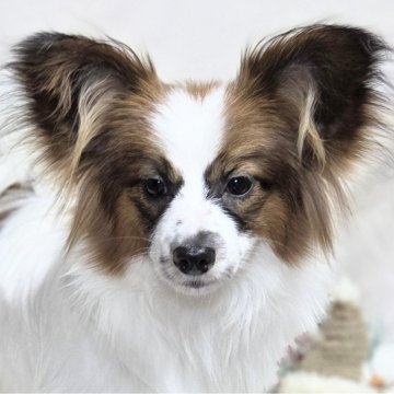 パピヨン【新潟県・女の子・2025年5月21日・ホワイト&セーブル】の写真「父JKC,Ch とっても男前な女の子です✨」