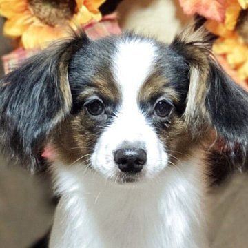 パピヨン【新潟県・男の子・2025年5月21日・トライ(クラッシック)】の写真「父JKCチャンピオン」