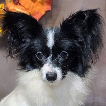 パピヨン【新潟県・女の子・2025年2月4日・ホワイト&ブラック】の写真「父チャンピオン 少し控えめ優しい性格の女の子」