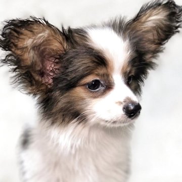 パピヨン【新潟県・男の子・2025年8月12日・ホワイト&セーブル】の写真「父チャンピオン
整った顔立ちの優しい男の子」