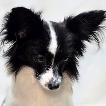 パピヨン【新潟県・女の子・2025年2月4日・ホワイト&ブラック】の写真「明るく元気な女の子」