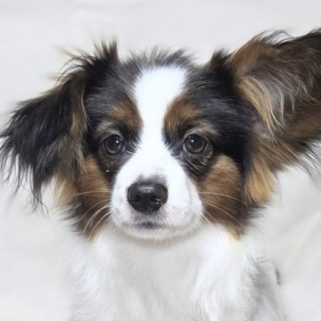 パピヨン【新潟県・男の子・2025年5月21日・トライ(クラッシック)】の写真「父JKCチャンピオン」