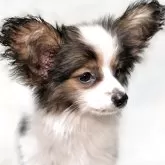 パピヨン【新潟県・男の子・2025年8月12日・ホワイト&セーブル】の写真1