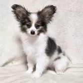 パピヨン【新潟県・男の子・2025年8月12日・ホワイト&セーブル】の写真2