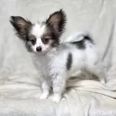 パピヨン【新潟県・男の子・2025年8月12日・ホワイト&セーブル】の写真3