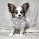 パピヨン【新潟県・男の子・2025年8月12日・ホワイト&セーブル】の写真5