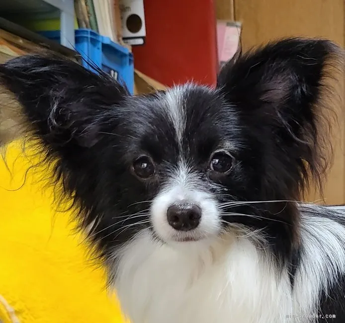 TNK 様のお迎えした子犬
