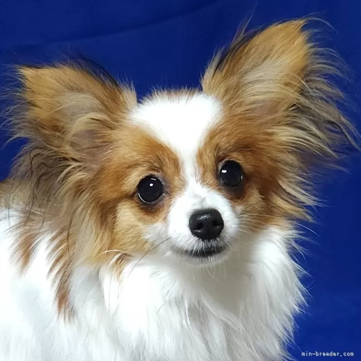 ID：2403-01480の子犬