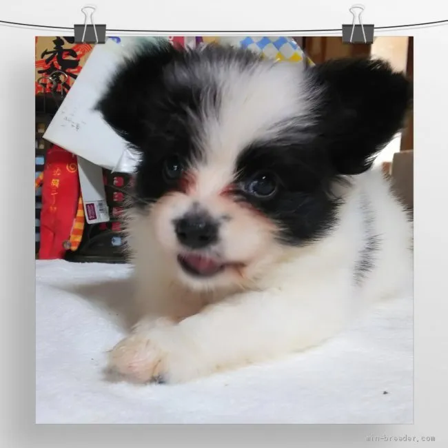ID：1907-03376の子犬