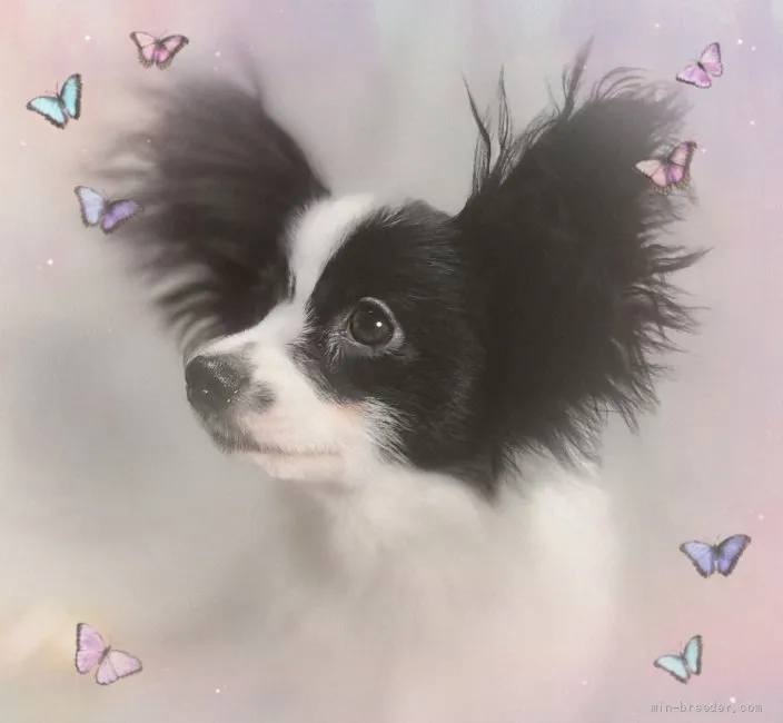 ID：2112-03205の子犬