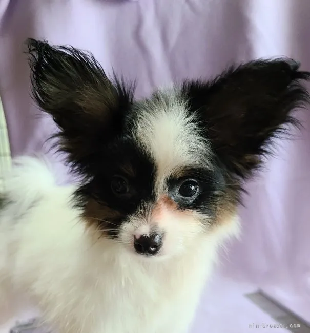 ID:2107-03086の子犬