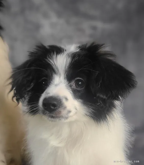 ID：2112-03617の子犬