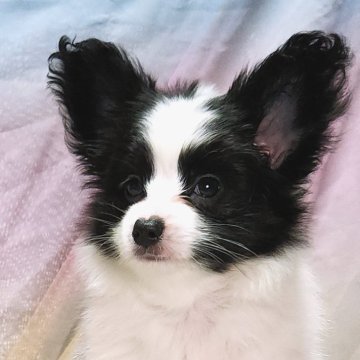 パピヨン【新潟県・男の子・2024年6月3日・白黒】の写真「血統優秀」
