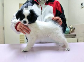 パピヨン【新潟県・男の子・2017年12月17日・ホワイト&ブラック】の写真「父の母は名犬ガイアの姪っ子さん」