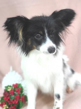 パピヨン【新潟県・女の子・2021年6月3日・クラッシックトライ】の写真「垂れ目が可愛い子になりました♪」