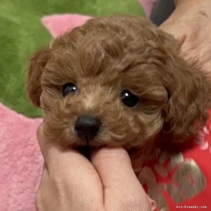 もち 様のお迎えした子犬
