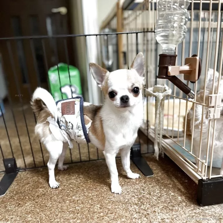 ID：2504-04810の子犬