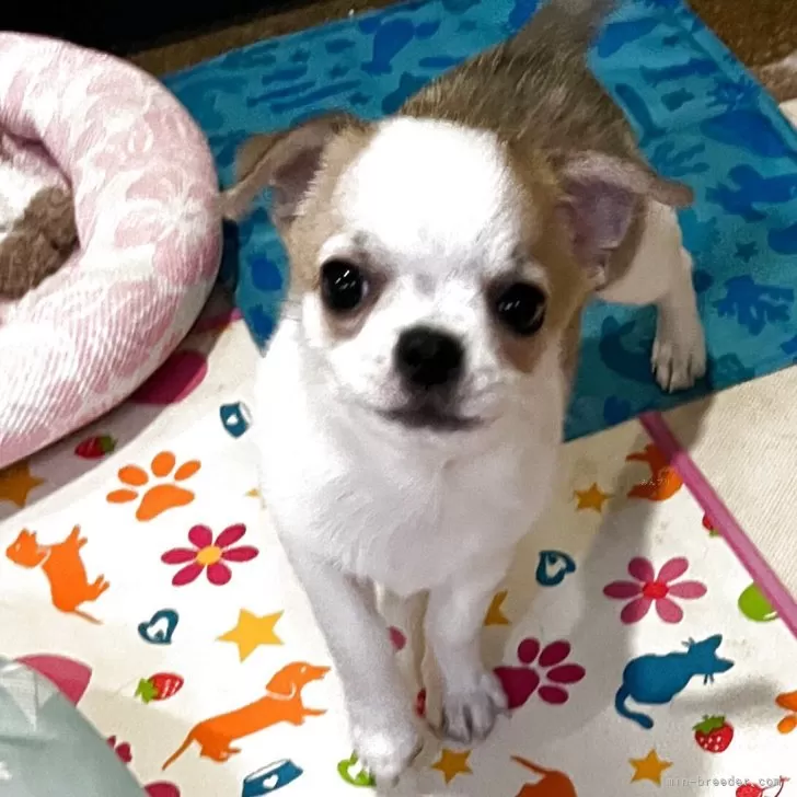 N.A 様のお迎えした子犬