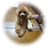 タイニープードル
